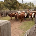 Comunicado de la Unión Industrial de Mendoza en relación a la suspensión de las exportaciones de carne
