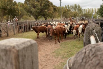 Comunicado de la Unión Industrial de Mendoza en relación a la suspensión de las exportaciones de carne